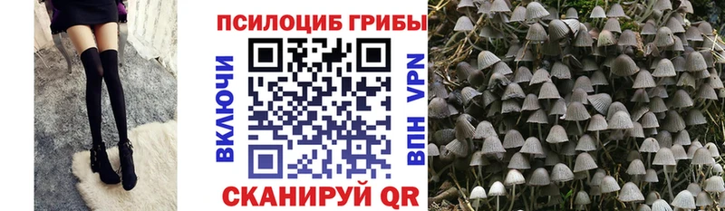 Псилоцибиновые грибы Psilocybine cubensis  Кировск 